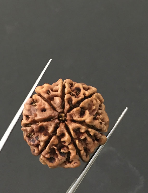7 Mukhi Certified Nepali Rudraksha Size- 22 mm